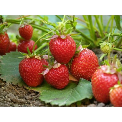 Земляника садовая «Скала», саженец, горшок Р9, 1 шт., Лето 2026, «ПОИСК»