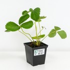 Земляника садовая «Скала», саженец, горшок Р9, 1 шт., Лето 2026, «ПОИСК» - Фото 2