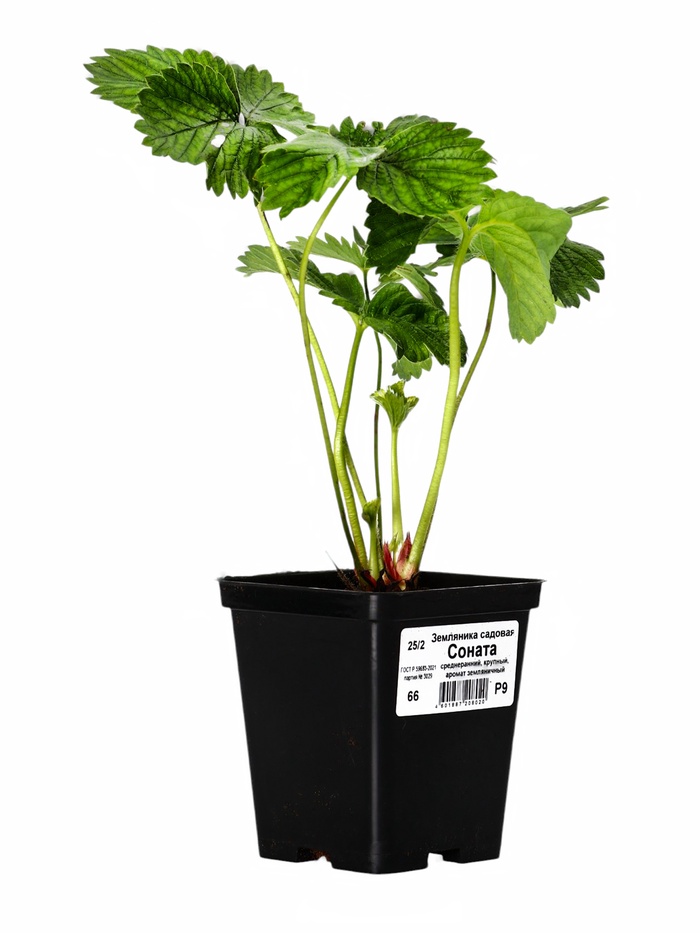 Земляника садовая «Соната», рассада, горшок Р9, 1 шт., Лето 2026, «ПОИСК»