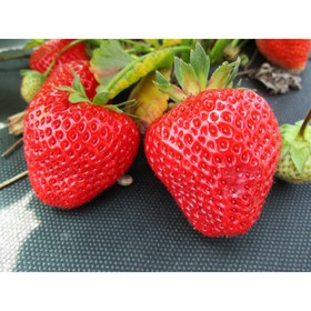 Саженец Земляника(Клубника) садовая Сонсейшн, P9 горшок, 1 шт.