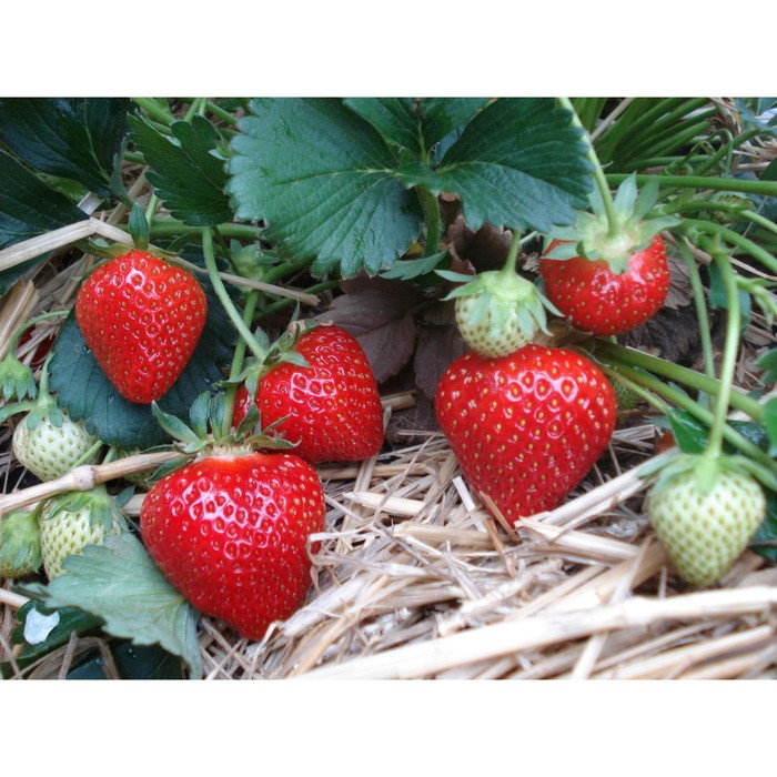 Саженец Земляника садовая Талия, P9 горшок, 1 шт.