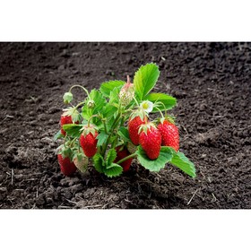 Саженец Земляника садовая Фалко, P9 горшок, 1 шт.
