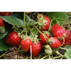 Саженец Земляника садовая Фейт, P9 горшок, 1 шт.