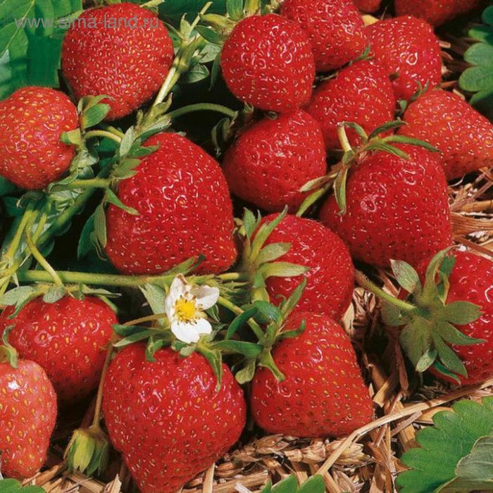Саженец Земляника(Клубника) садовая Флоренс, P9 горшок, 1 шт.