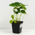 Земляника садовая «Флоренс», саженец, горшок Р9, 1 шт., Лето 2026, «ПОИСК» - Фото 2