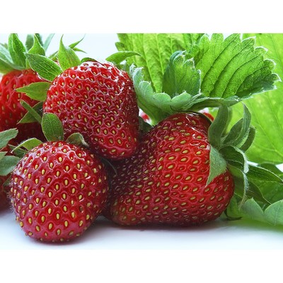 Земляника садовая «Флорентина», саженец, горшок Р9, 1 шт., Лето 2026, «ПОИСК»