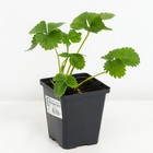 Земляника(Клубника) садовая Флорентина, P9 горшок, 1 шт, Лето 2024 - фото 27791674