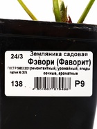 Саженец Земляника садовая Фэвори (Фаворит), P9 горшок, 1 шт. - Фото 2