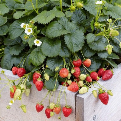 Земляника садовая «Хадемар», саженец, горшок Р9, 1 шт., Лето 2026, «ПОИСК»