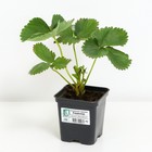 Земляника садовая «Хадемар», саженец, горшок Р9, 1 шт., Лето 2026, «ПОИСК» - Фото 2