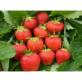 Саженец Земляника(Клубника) садовая Эльсанта, P9 горшок, 1 шт.