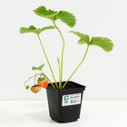 Земляника садовая «Эльсанта», саженец, горшок Р9, 1 шт., Лето 2026, «ПОИСК» - Фото 2