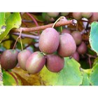 Саженец Актинидия аргута Кенс Рэд, С2 горшок, Н15-35 высота, 1 шт. 9073207 - фото 5176739