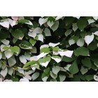 Саженец Актинидия коломикта Доктор Шимановски, С2 1 шт. Весна 2026 - Фото 1