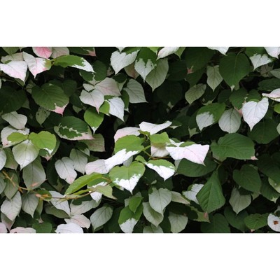 Саженец Актинидия коломикта Доктор Шимановски, С2 1 шт. Весна 2026