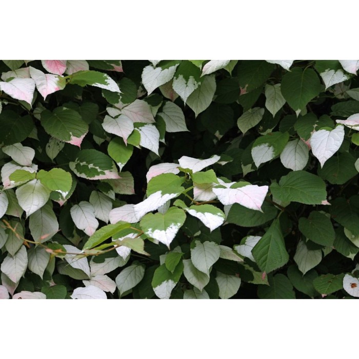 Саженец Актинидия коломикта Доктор Шимановски, С2 1 шт. Весна 2026 - Фото 1