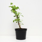 Саженец Актинидия коломикта Доктор Шимановски, С2 1 шт. Весна 2026 - Фото 2