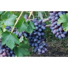Виноград плодовый Байконур, C3 горшок, Н20-40 высота, 1 шт, Осень 2023 - Фото 1