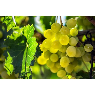 Виноград плодовый Гарольд, C3 горшок, Н20-40 высота, 1 шт, Осень 2023