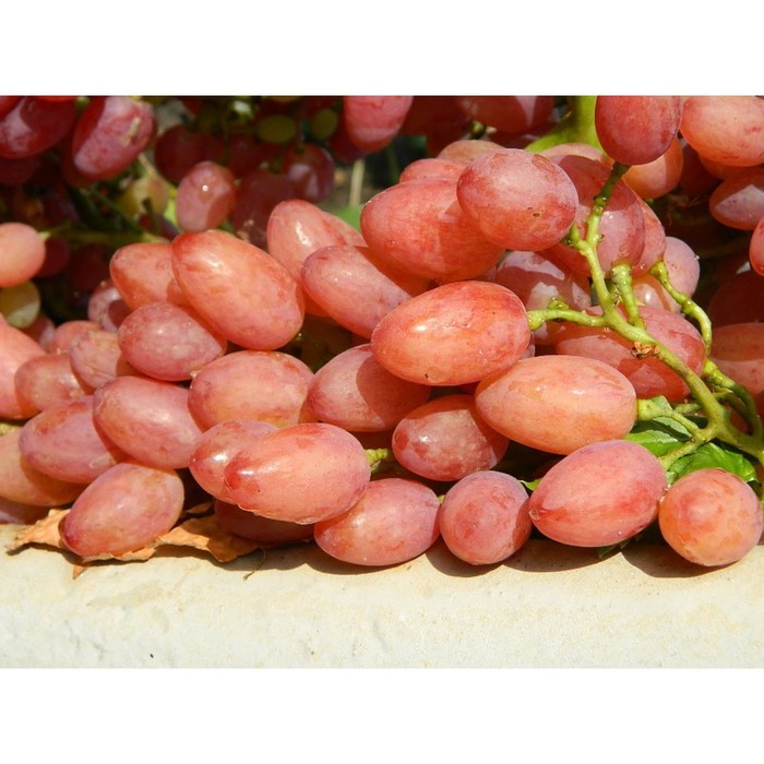 Виноград плодовый Кишмиш лучистый, C3 горшок, Н20-40 высота, 1 шт, Лето 2026