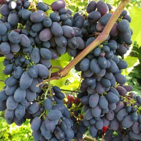 Виноград плодовый «Кодрянка», саженец 20-40 см, горшок С3, 1 шт., Лето 2026, «ПОИСК»