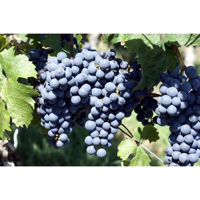 Виноград памяти домбковской фото Виноград памяти домбковской фото