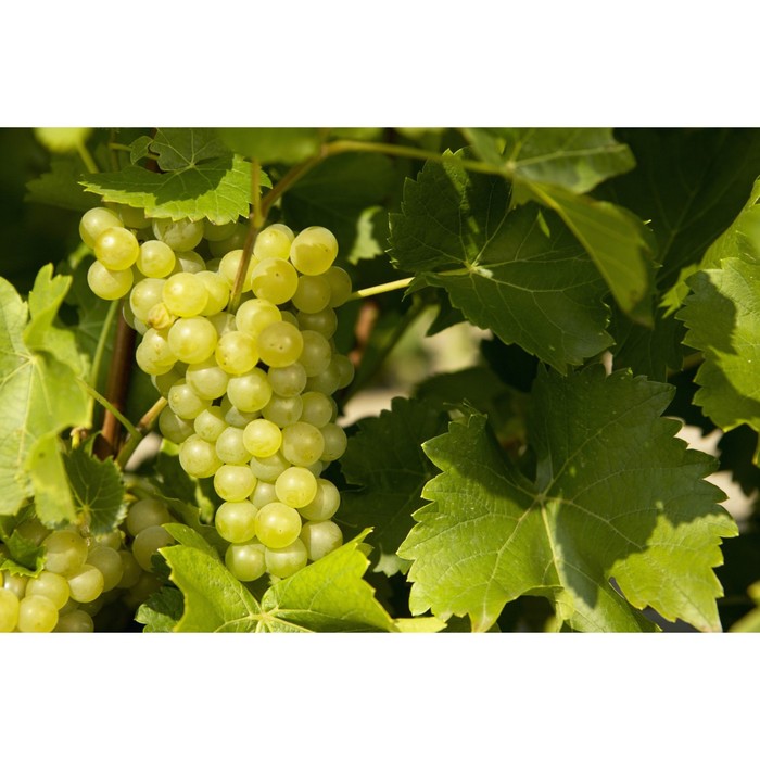 Виноград плодовый Супер-Экстра, C3 горшок, Н20-40 высота, 1 шт, Осень 2023 - Фото 1