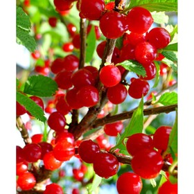 Вишня войлочная «Огонек», саженец 20-40 см, горшок С2, 1 шт., Лето 2026, «ПОИСК»