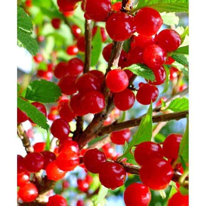 Вишня войлочная «Огонек», саженец 20-40 см, горшок С2, 1 шт., Лето 2026, «ПОИСК»