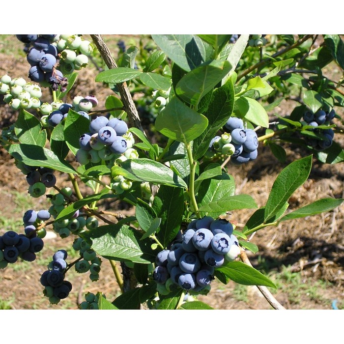 Саженец Голубика высокорослая Блюголд, С2 горшок, Н20-40 высота, 1 шт.