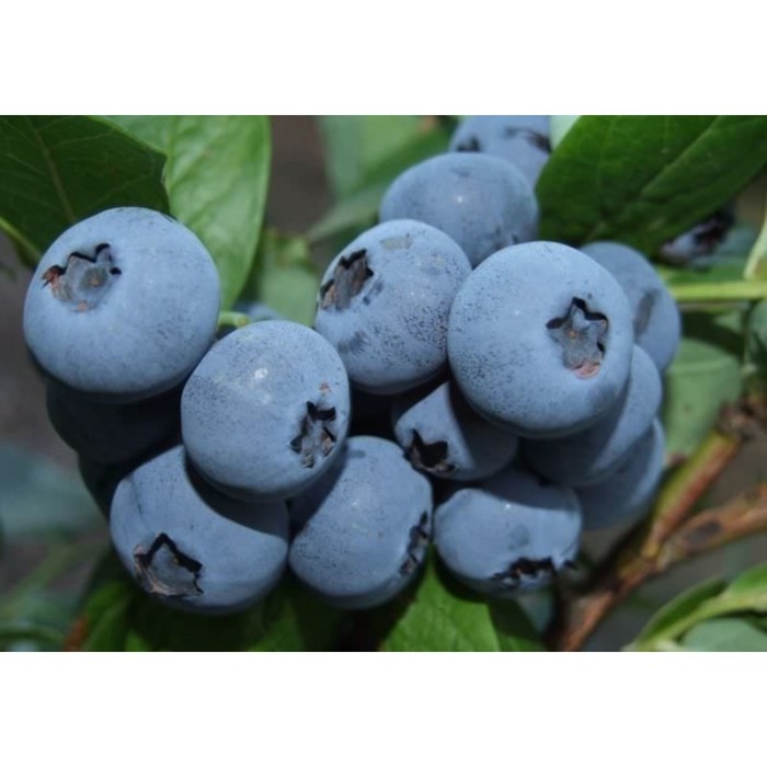 Саженец Голубика высокорослая Бонус, С2 горшок, Н20-40 высота, 1 шт.