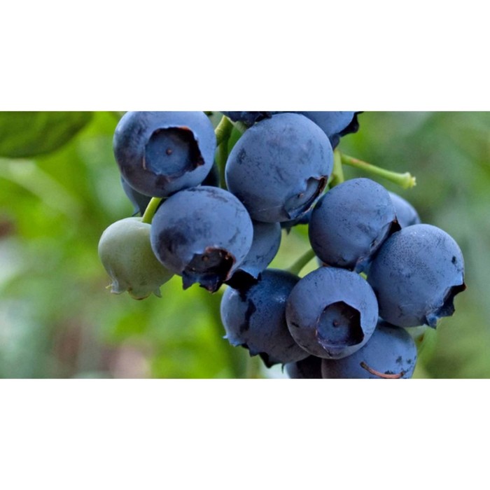 Саженец Голубика высокорослая Спартан, С2 горшок, Н20-40 высота, 1 шт.