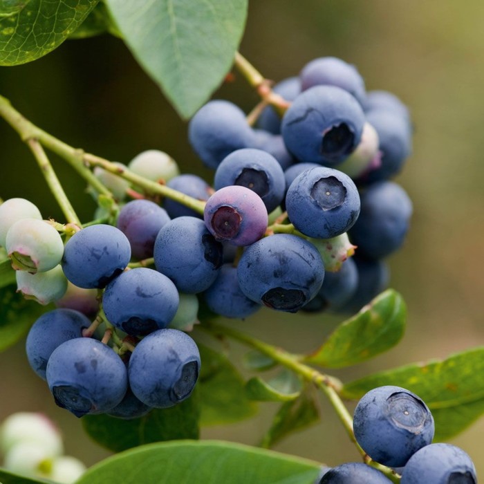 Саженец Голубика высокорослая «Эрлиблю», С2 горшок, Н20-40 высота, 1 шт., Лето 2025