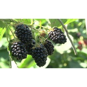 Саженец Ежевика Агавам, С2 горшок, Н20-40 высота, 1 шт. 9073282