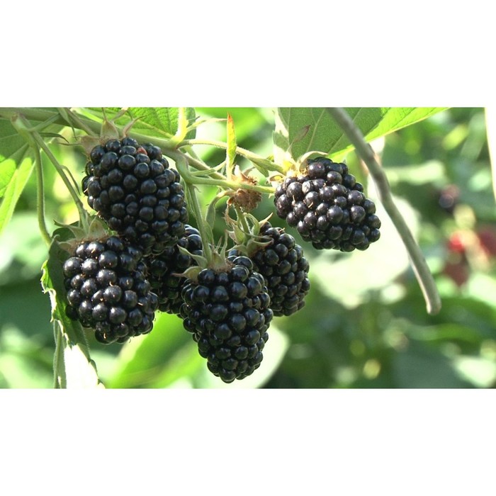 Саженец Ежевика Агавам, С2 горшок, Н20-40 высота, 1 шт.