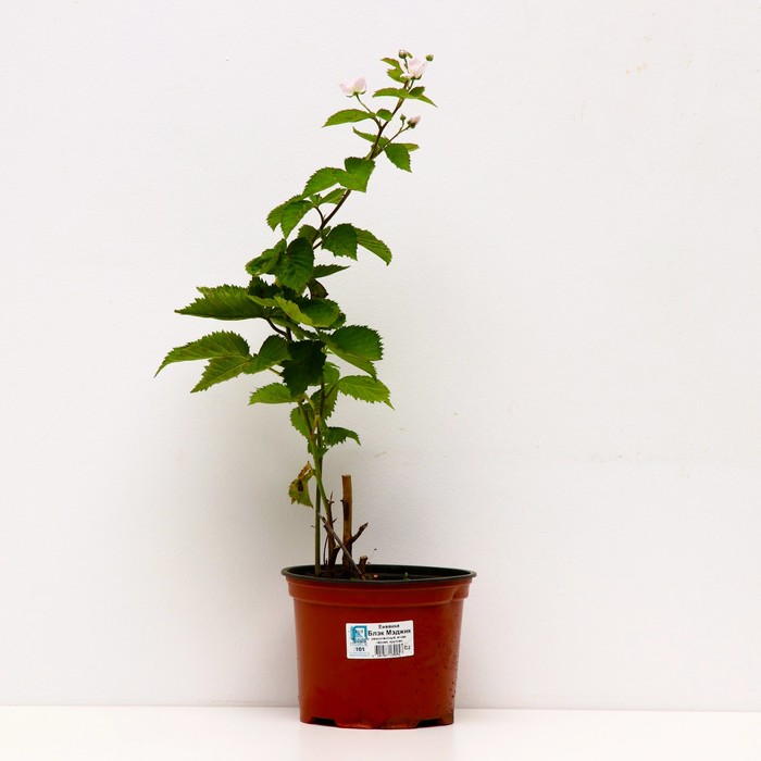 Саженец Ежевика Блэк Мэджик, С2 горшок, Н20-40 высота, 1 шт.