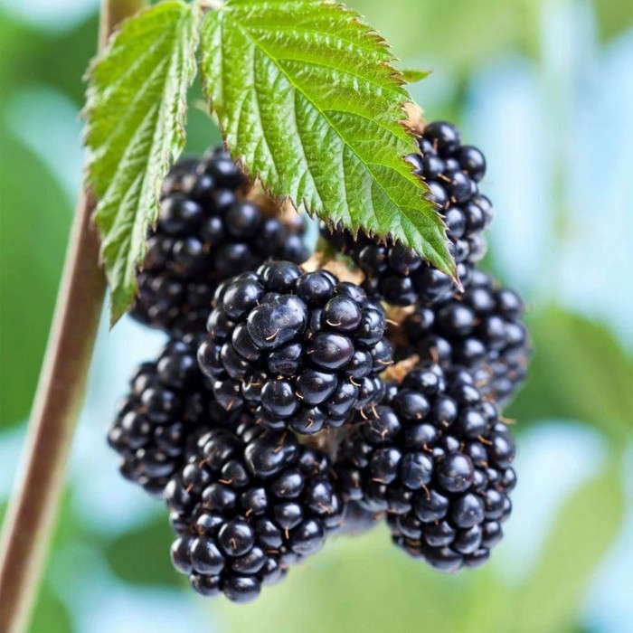 Саженец Ежевика Блэк Сатин, С2 горшок, Н20-40 высота, 1 шт.