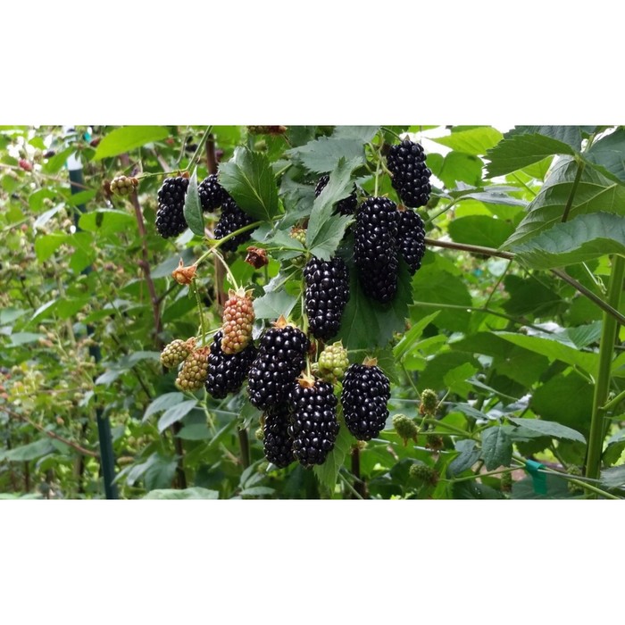 Саженец Ежевика Карака Блэк, С2 горшок, Н20-40 высота, 1 шт.