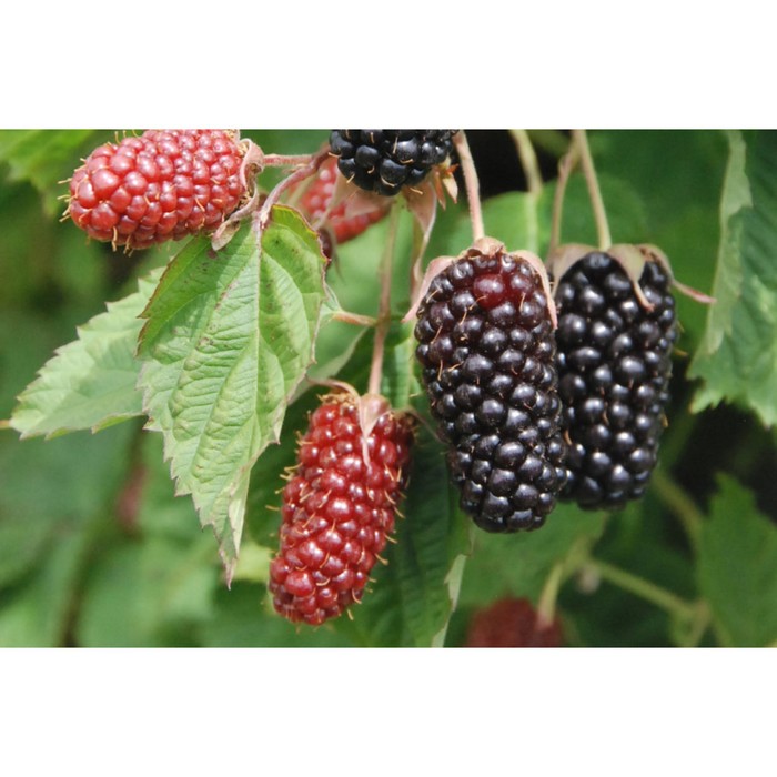 Саженец Ежевика Коламбия Стар, С2 горшок, Н20-40 высота, 1 шт.