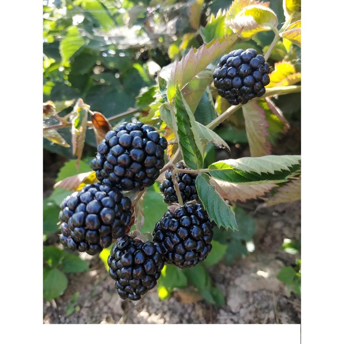 Ежевика навахо описание сорта фото отзывы садоводов Ежевика навахо описание сорта фото отзывы садоводов