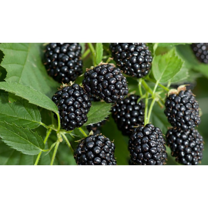 Ежевика «Хевен Кэн Вэйт», саженец 20-40 см, горшок С2, 1 шт., Лето 2026, «ПОИСК»