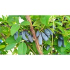 Саженец Жимолость съедобная Бакчарская юбилейная, С2 горшок, Н20-40 высота, 1 шт. - Фото 1