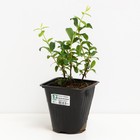 Саженец Жимолость съедобная Бакчарская юбилейная, С2 горшок, Н20-40 высота, 1 шт. - Фото 2