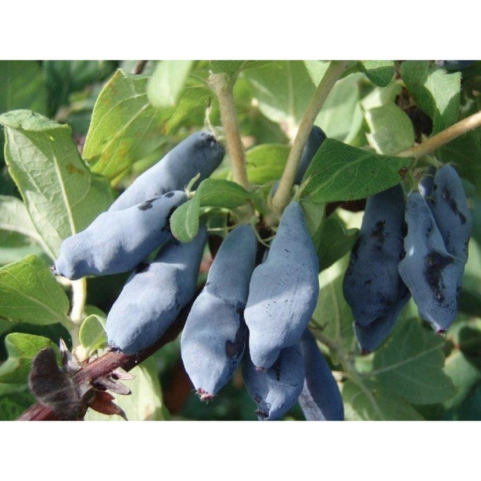 Жимолость съедобная «Бакчарский великан», саженец 20-40 см, горшок С2, 1 шт., Лето 2026, «ПОИСК»