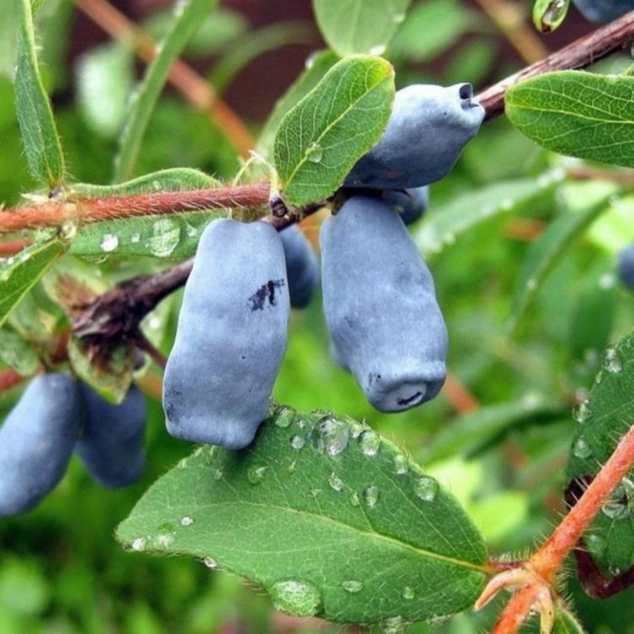 Жимолость съедобная «Лебедушка», саженец 20-40 см, горшок С2, 1 шт., Лето 2026, «ПОИСК»