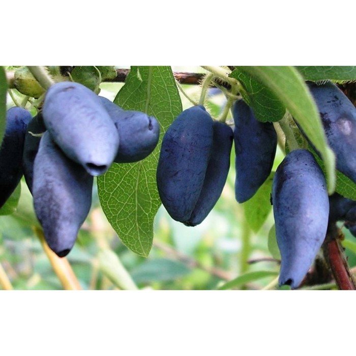 Жимолость съедобная «Мальвина», саженец 20-40 см, горшок С2, 1 шт., Лето 2026, «ПОИСК»