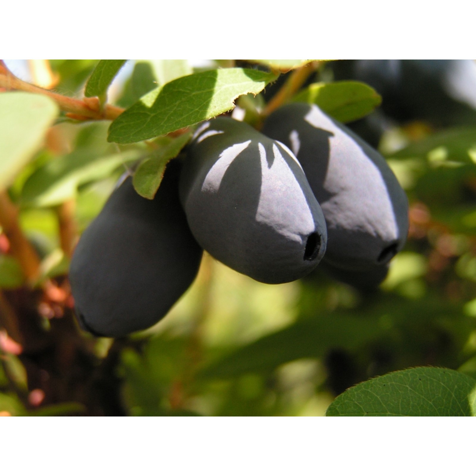 Жимолость нижегородская ранняя описание сорта фото отзывы Жимолость нижегородская ранняя описание сорта фото отзывы