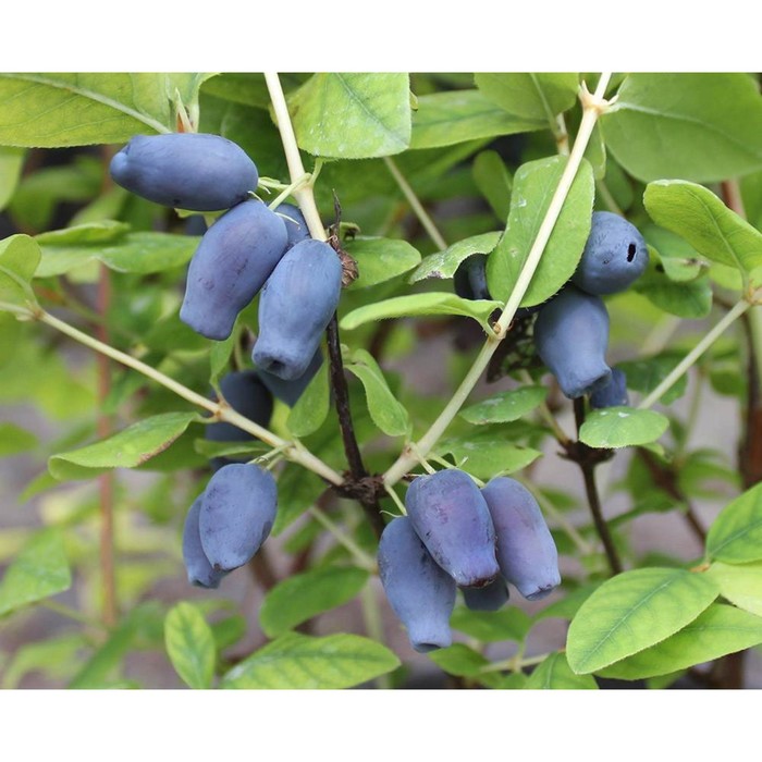 Жимолость съедобная «Фиалка», саженец 20-40 см, горшок С2, 1 шт., Лето 2026, «ПОИСК»