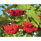 Саженец Калина красная Красная Гроздь, С2 горшок, Н15-35 высота, 1 шт. - фото 15846576