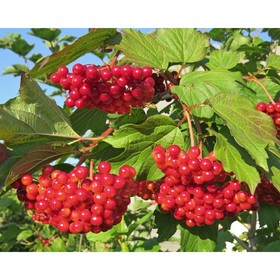 Саженец Калина красная Красная Гроздь, С2 горшок, Н15-35 высота, 1 шт. 9073502